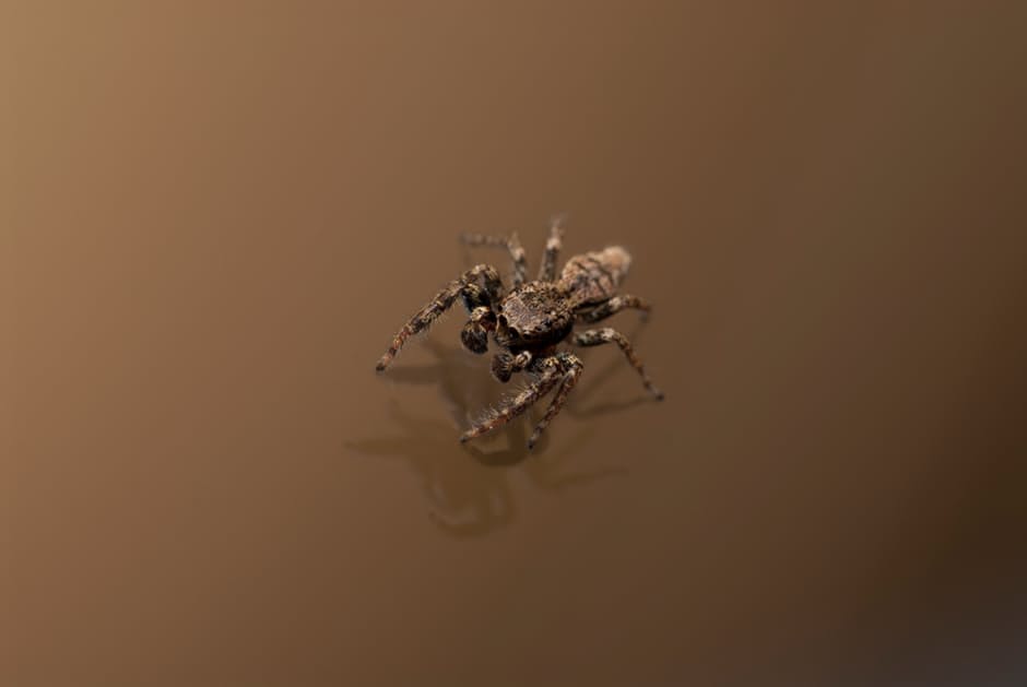 spider